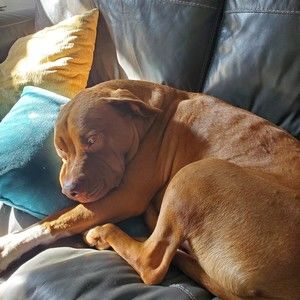 Meet your Posher, Pierce